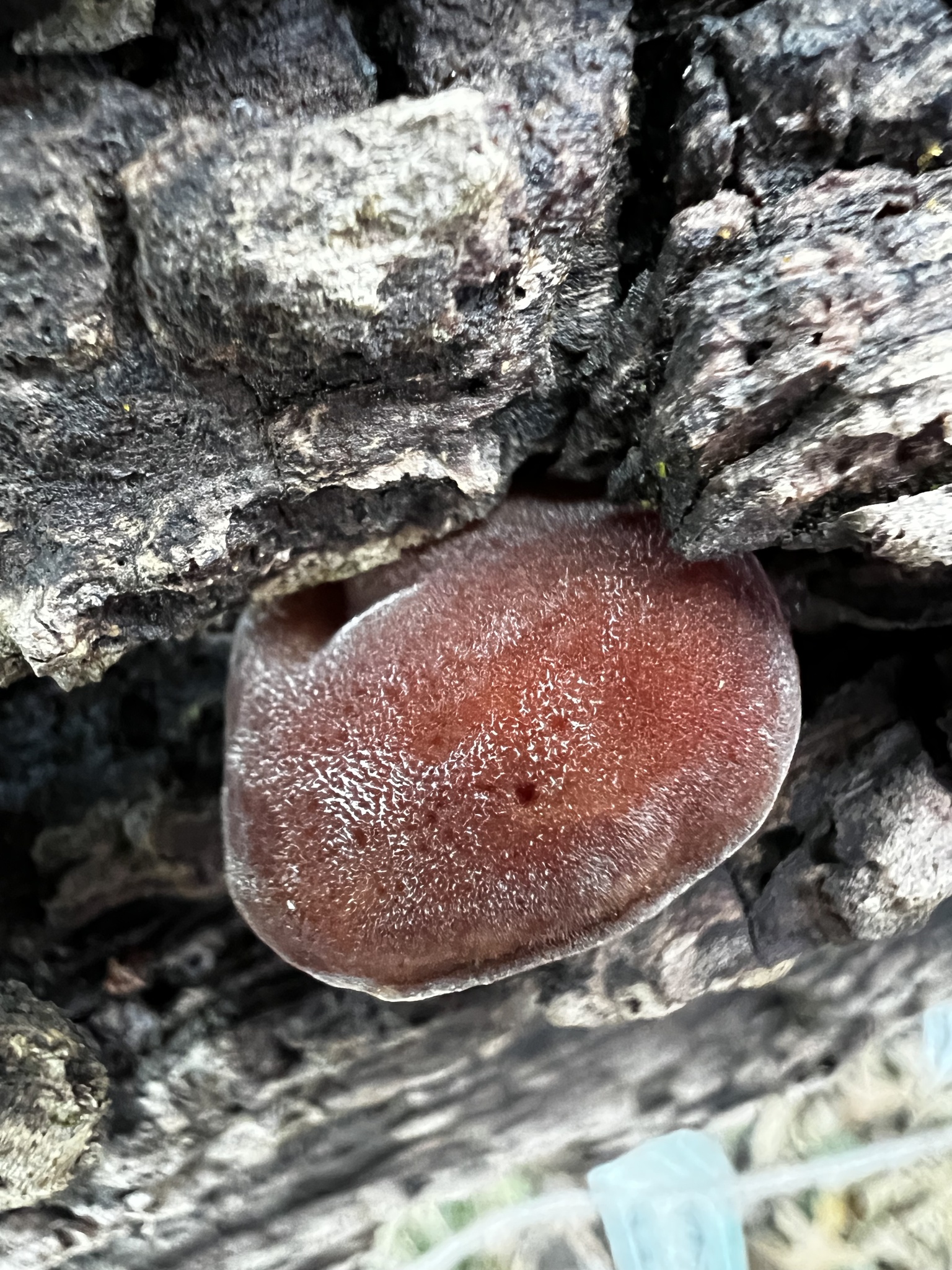 Auricularia polytricha (Mont.) Sacc.