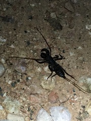 Mastigoproctus proscorpio