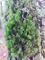 Dicranum fuscescens