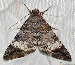 Coenipeta damonia