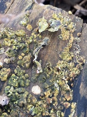 Hypocreaceae