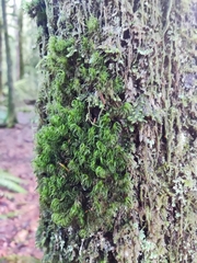 Dicranum fuscescens