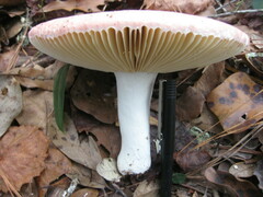 Russula hixsonii