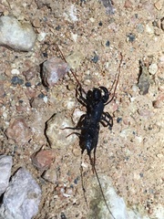Mastigoproctus proscorpio