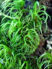 Dicranum fuscescens
