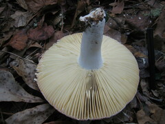Russula hixsonii