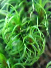 Dicranum fuscescens