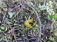 Ariolimax brachyphallus