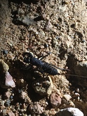 Mastigoproctus proscorpio