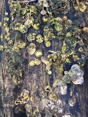 Hypocreaceae