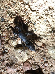 Mastigoproctus proscorpio