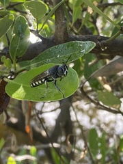Stictia
