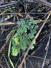 Thalictrum fendleri