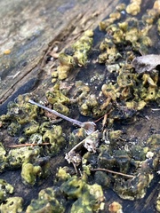 Hypocreaceae