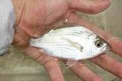 Eucinostomus gula