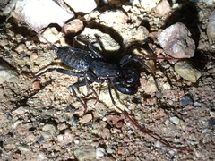 Mastigoproctus proscorpio