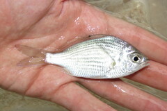 Eucinostomus gula