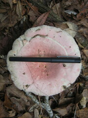 Russula hixsonii