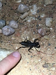 Mastigoproctus proscorpio