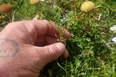 Chaerophyllum colensoi