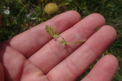 Chaerophyllum colensoi