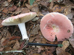 Russula hixsonii
