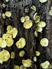 Chlorosplenium chlora