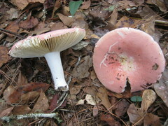Russula hixsonii