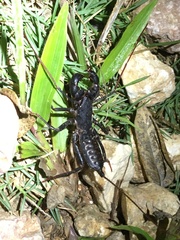 Mastigoproctus proscorpio