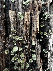 Chlorosplenium chlora