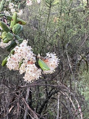 Ceanothus crassifolius