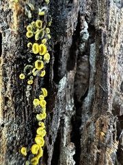 Chlorosplenium chlora