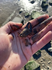 Metacarcinus anthonyi