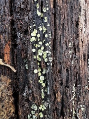 Chlorosplenium chlora