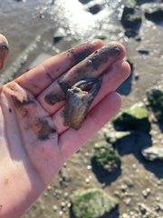 Metacarcinus anthonyi