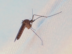 Culiseta inornata