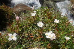 Epilobium macropus