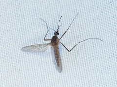 Culiseta inornata