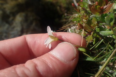 Epilobium macropus