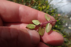 Epilobium macropus
