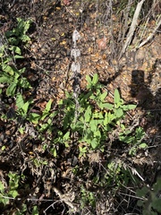 Salvia spathacea