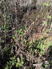 Salvia spathacea