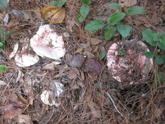 Russula hixsonii