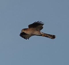 Accipiter cooperii