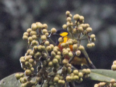 Tit Berrypecker photo 5