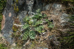 Anisotome pilifera