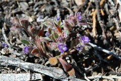 Phacelia austromontana