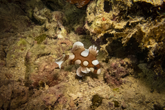 Plectorhinchus chaetodonoides