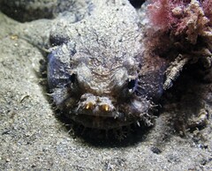 Batrachomoeus dubius