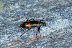 Strongylium humerale